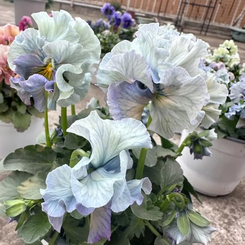 Semi di violetta cornuta, Viola cornuta, semi di copertura del terreno da balcone da giardino acquistare di violetta cornuta 300pcs