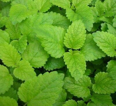 Herb Lemon Balm Melissa Officinalis, Approx. 100 Seeds, Herb Seed