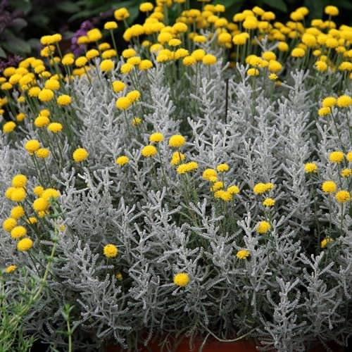 Plant Theory Cotton Lavender Santolina Chamaecyparissus Shrub Plant 2L Pot