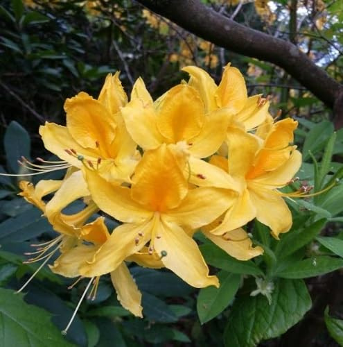 60 graines de fleurs d'azalée fraîches