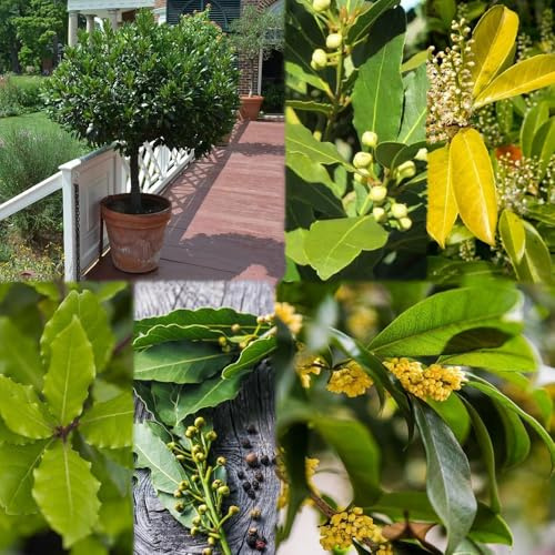 120 piezas semillas laurel de laurel semillas de bonsái cereza, perennes, perennes resistentes, exóticas resistentes,