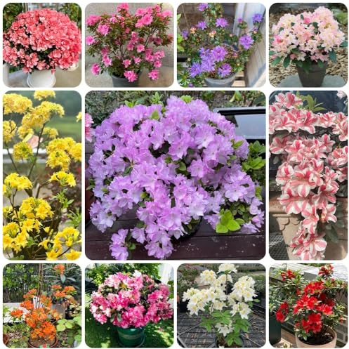 Semi di azalea, semi da balcone di rododendro resistente, da balcone resistenti di campo esotici 120pcs
