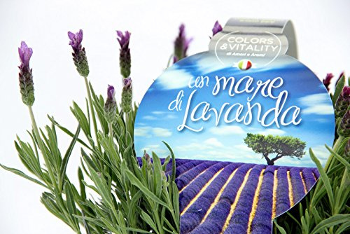 Amori e aromi Lavanda N. 12 VASI (diam.9 cm) N.6 x 2 pack