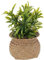 Atmosphera - Plante Artificielle en Pot en Roseau H20cm