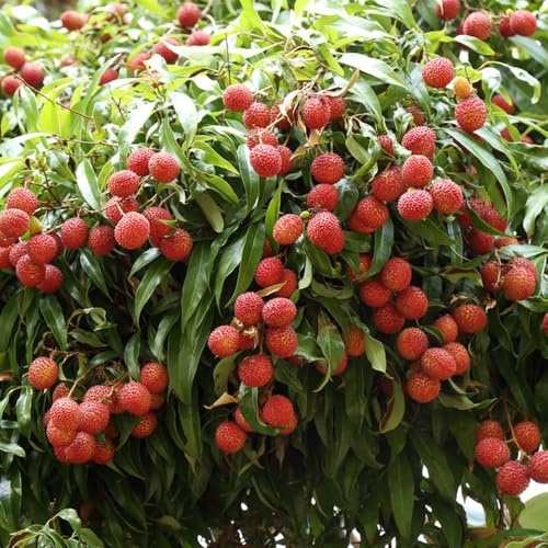 semi di lichi semi di lichi nani organici colonnari 25pcs