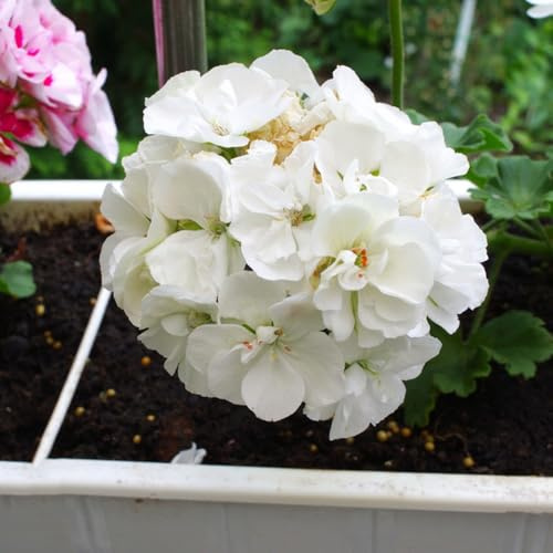 Geranien, bio alte sorten für sonnige plätze balkongewächshäuser bodendecker seltene geschenke für gärtner balkonpflanzen blumensamen steingartenpflanzen winterhart 850Samen