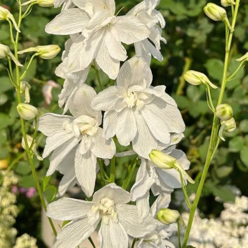 Delphinium ornamentali, decorazioni per angoli soleggiati insoliti, decorazioni autunnali giardino, d'appartamento rare esotico 300semi