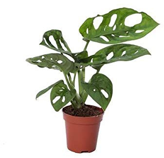 Monstera Obliqua Adansonii Monkey Mask Mini Planta en Maceta de 5cm Planta Natural Monstera de Interior