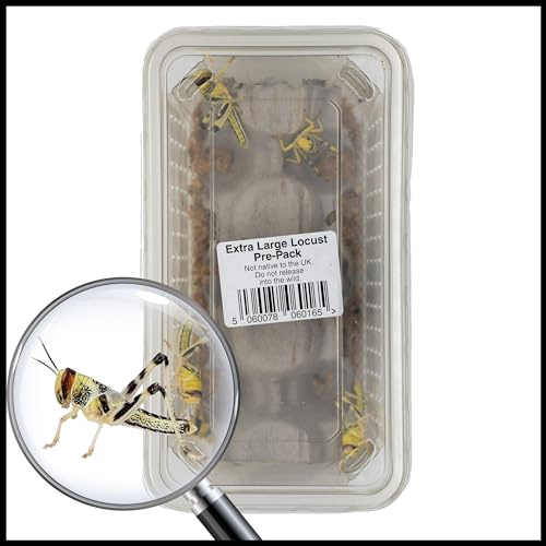 Livefoods4u Extra Large Live Locusts 35-50mm Tub of 8 | Reptile Food XL