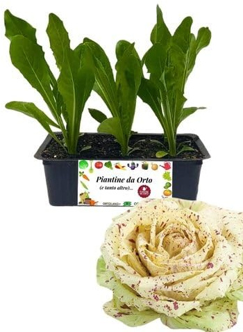 P. Piantine da Orto | Radicchio Castelfranco Precoce, Kit 9 Piantine, Pianta Pronta per il Trapianto, Pianta Vera da Orto, da Balcone e da Esterno, Vivaio Italiano