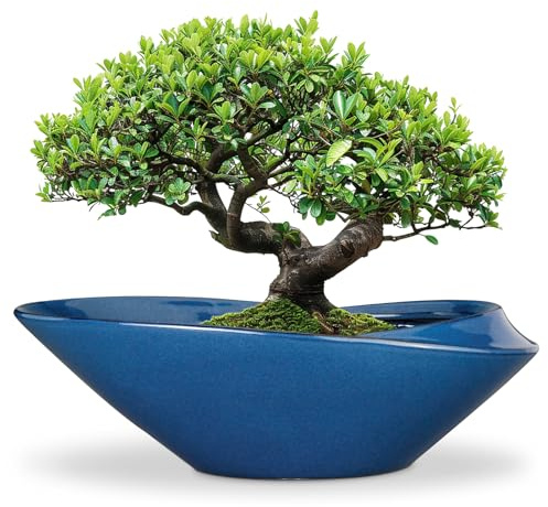 EPFamily Bonsai-Topf – 45,7 cm Keramik-Pflanzgefäß für Innen- und Außenbereich, Bonsai-Baum-Topf, moderner großer Sukkulenten-Übertopf, dekorativer Pflanztopf mit Drainageloch, Blau