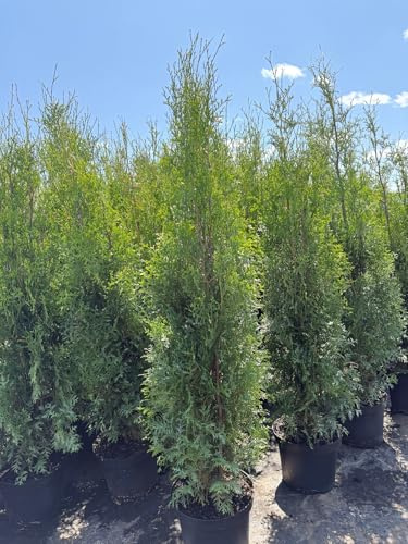 50 Thuja Brabant120-150cm ohne Topf gemessen frisch vom Feld Gartenhecke Heckenpflanzen Immergrüner Lebensbaum Sichtschutzwinterhart sofort pflanzbar