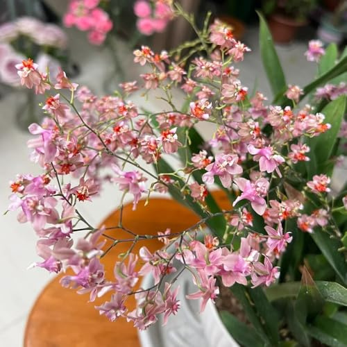 semi di orchidea oncidium - giardino, luoghi soleggiati, aiuole rialzate resistenti il giardino primaverile, 450pcs