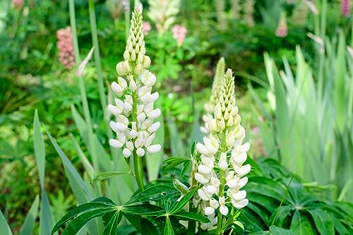 100 Samen Weiße Lupine Samen Lupinus albus Lupinien Wildblume Grün Dünger