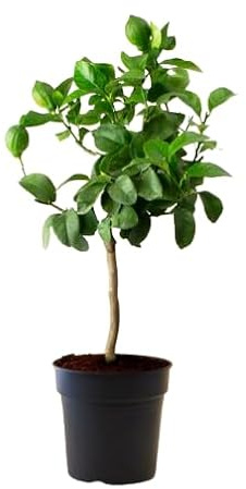 Árbol de Lima Natural Dale Vida y Sabor a tu Exterior - Árbol Cítrico