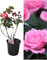 Planta natural Rosal de Flor Rosa, 30-40 cm. Flores muy aromaticas. Atrae polinizadores, decora el jardín y mejora el bienestar emocional. Segura Garden