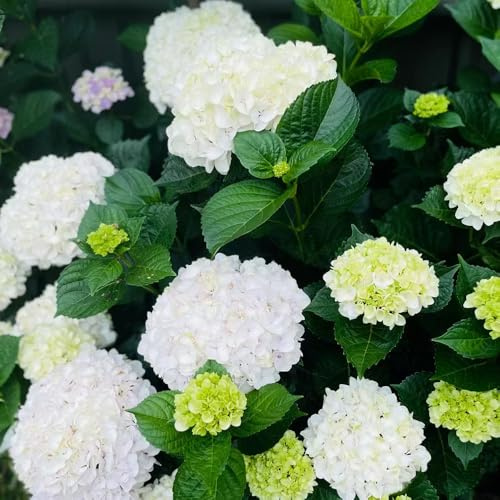 ortensia semi di esotica semi di estremamente resistenti autunno, 180pz