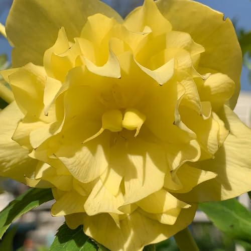 christrose christrosen wildblumen balkonblumen gartenkräuter gartendeko für draußen gartenblumen mehrjährig winterhart frühlingsblumen pflanztöpfe balkon garten zimmerpflanze 150samen