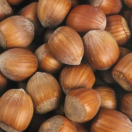 Noisetier Truchsessa 2L - Une des plus grosses noisettes
