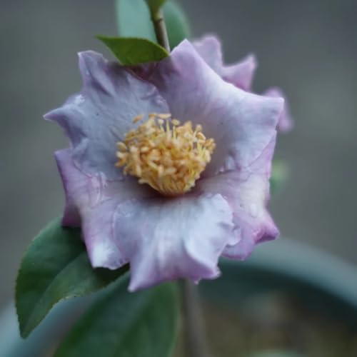 camelia resistente giardino perenne resistenti all'inverno semi di perenne semi giardino interni esotici interni ufficio scalatrici 10pcs