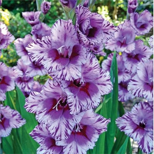 Gladioli bulbi,piante erbacee perenni,bulbi di fiori colorati,Resistenti,Pianta di gladiolo,Giardino del gladiolo in vaso,gladioli fiori,bulbi di gladioli(Non artificiali)-8bulbi-C