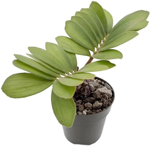 Fangblatt - Zamia pumila – seltene Cycadee/Palmfarn – pflegeleichte Zimmerpflanze mit urzeitlichem Charme