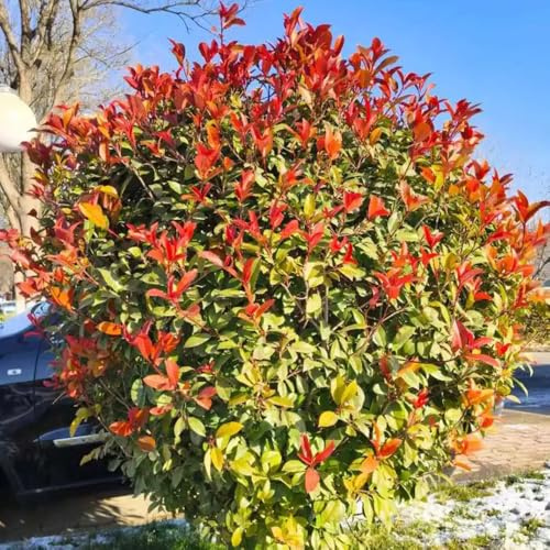 Semi di Photinia red robin - resistenti all'inverno biologici varietà antiche Perenni al pieno sole, balcone da appartamento 200pcs