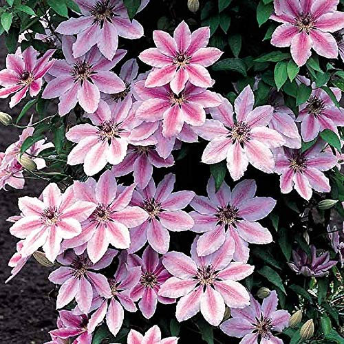 Clematis Nelly Moser Hardy Climber Outdoor Flowering Garden Shrub Plant in Pot (9cm Pot, 20-30cm)
