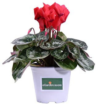 Pianta di Ciclamino Pianta da esterno di Ciclamino in vaso di plastica Pianta vera di Ciclamino venduta da eGarden.store (Rosso)