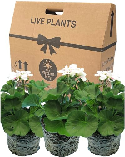 Geranium Plants Live for Planting - 3 Large 1ltr Pot Size Garden Ready, Well Rooted, Established Pot Bedding. Add Flower Colour to Containers, Baskets, Patio & Beds. White & Pink Flowers