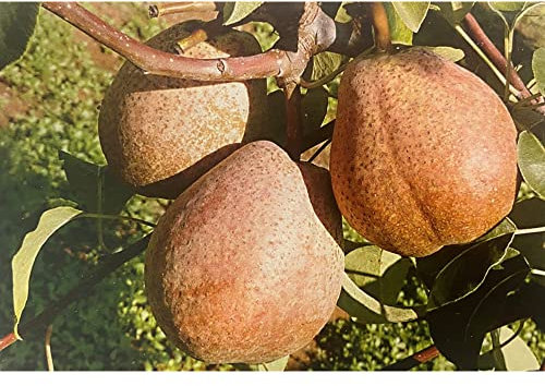 Vivai le Georgiche - Pianta vera di Pero Cocomerina o Briaca Pyrus communis 'Cocomerina' Briaca - vaso Ø 20 cm - altezza alla vendita 160-180 cm