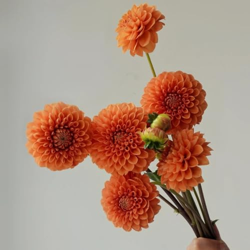 dahlienknollen winterhart, gartenpflanzen mehrjährig 6pcs
