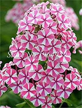 Comprare Phlox Fiore Semente 100 Pz pianta Phlox Fiore Phlox Drummondii Illuminez votre maison Giardino Personnale : 18