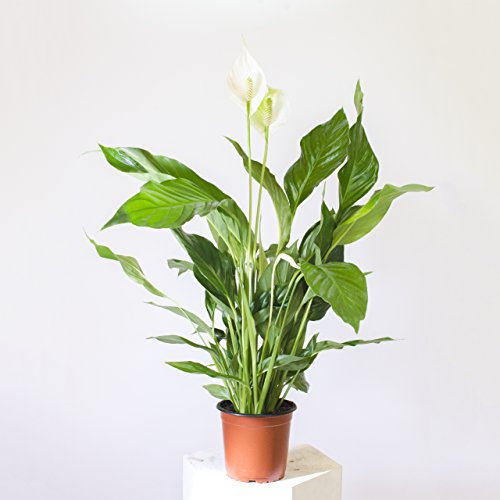 Peace Lily - Spathiphyllum 50 cm +/- Potsize: 13cm / Natural Air Cleaning Indoor House Plant - very easy