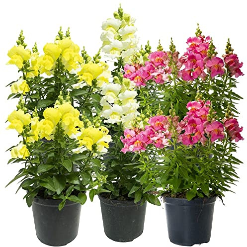 Bocca di Leone (6 PIANTE) - Fiori NON commestibili - Azienda agricola Carmazzi