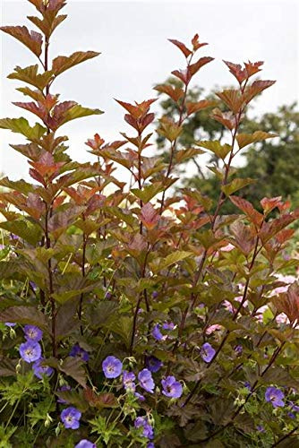 Physocarpus opulifolius 'Lady in Red' 60–100 cm – Winterhart, Mehrjährig, Pflegeleicht – Fasanenspiere – Heckenpflanze für Garten & Sichtschutz