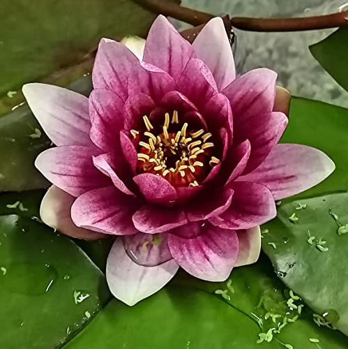 Teichpflanzen Seerosen : Nymphaea Seerose  Attraction  winterhart Pflanztiefe bis 150 cm