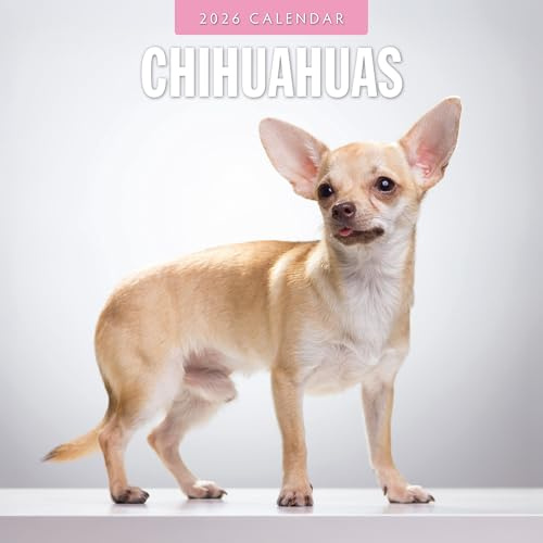 Chihuahuas - 2026 Square Wall Calendar - by Red Robin Publishing