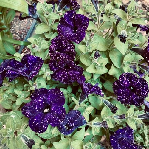 semi di petunia - giardino primaverili estivi roccioso in pieno sole per esterni vaso estremamente 50pcs