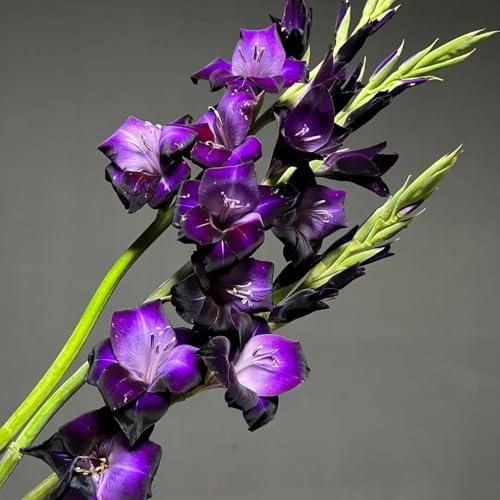 bulbi di gladioli rialzata giardino per interno decorazione 25pcs