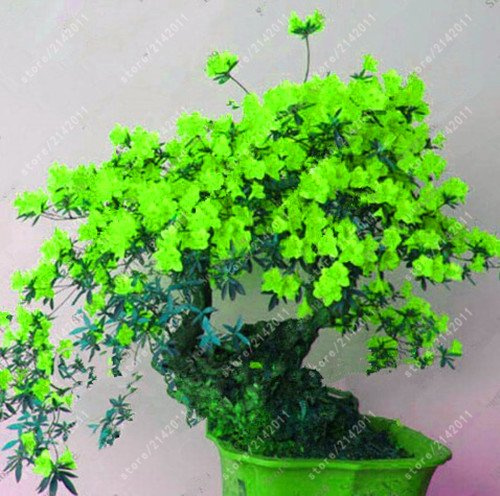 8: 20 pezzi/borsa 22 Tipi di Fiori di Azalea semi di rododendro pianta, piante da giardino rari Bonsai FAI da te, Come Fiori di ciliegio giapponese Sakura
