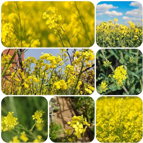 semillas de mostaza organicas - semillas semillas de mostaza para verduras de balcón Jardín de hierbas de interior, invernadero, balcón plantas resistentes en macetas Planta de 550pcs