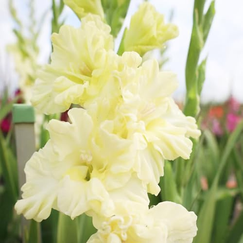 bulbi di gladioli giardino interni letto elevato resistenti giardino bulbi perenni resistenti all'inverno 24pcs