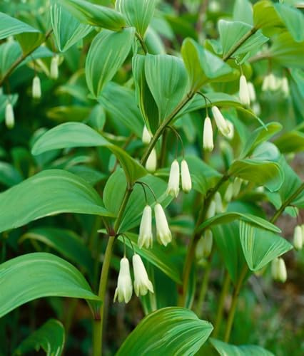 Polygonatum x hybridum 'Weihenstephan' 9x9 cm Topf – Winterhart, Mehrjährig, Pflegeleicht – Salomonssiegel – Staude für Schattenbeet & Unterpflanzung