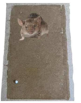 Trappola Adesiva per Topi e Ratti, raggni, scorpioni, scarafaggi, blatte Grande Trappola per Topi, Tavoletta per Topi Grandi, per Roditori, Colla Aromatizzata Extra Forte (3, mm 17,50 x 27,50 x 3)