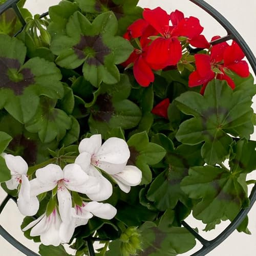 Geranie 'Duo', rot-weiß, hängend, Topf-Ø 14 cm, 4 Pflanzen