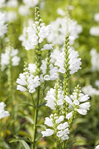 Physostegia virginiana 'Summer Snow' 9x9 cm Topf – Winterhart, Mehrjährig, Pflegeleicht – Gelenkblume – Staude für Beet & Rabatte
