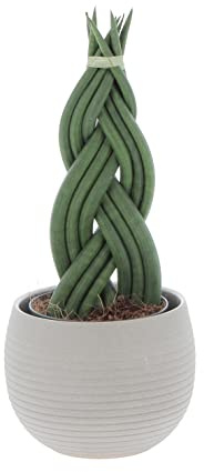 KENTIS - Sansevieria Cylindrica Braid - Piante Purifica Aria da Interno Vere - H 30-40 cm Vaso Ø 12 cm
