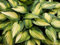 bulbi di hosta Hosta Hosta Pianta Rizoma Hosta Rizoma Di Hosta Resistente Al Freddo Perenne Decorazione Del Giardino Piante Rare Rizoma Di Hostab Hosta Pianta In Vaso-8bulbi