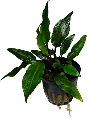 1 Topf cryptocoryne mollmanii, Aquarienpflanzen, Aquarium